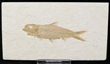 Knightia Fossil Fish - Wyoming #21893-1